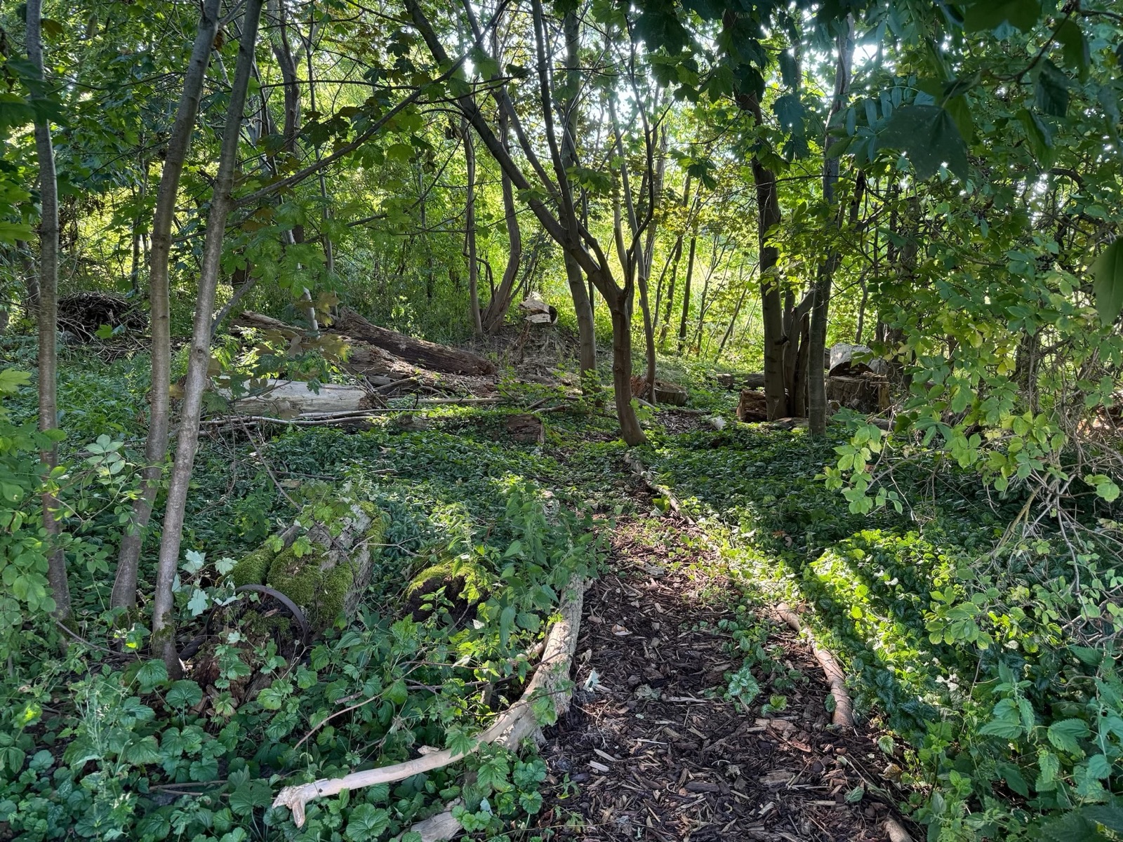 Wald direkt am Grundstück